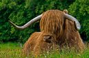 С това приключи посещението ми на нос Гроутс, но не и денят – на прибиране към Инвърнесс, от който за мое голямо съжаление на другия ден трябваше да си замина окончателно, имах щастието да видя едно животно, което е строго специфично за Шотландия и е един вид национален символ. Говоря, разбира се, за шотландската крава. С прическата си тип "Емо" и невъзмутимо почти колкото гранитна статуя милото животно беше идеален модел за пред обектива ми.
