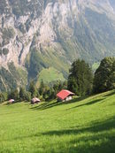 Склоновете над скалните отвеси. Дори по тези стръмни наклони ливадите са източник на паша за местните швейцарски крави.
