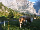 Две от множеството дружелюбни и любопитни швейцарски крави.