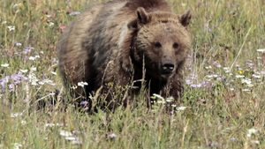 Шест стъпки срещу трагичен сблъсък с мечка*