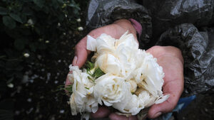 Банката за развитие пуска програма за производители на маслодайни рози
