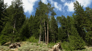 Защитните гори да нараснат до 10%, предлага земеделското министерство