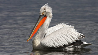 Екоактивисти направиха платформа за пеликани край Дунав
