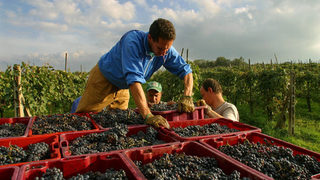 Китайските инвеститори се прицелиха във винарските изби във Франция