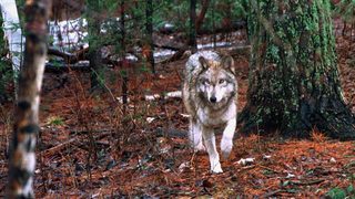 Швеция спира лова на вълци заради Брюксел
