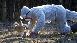 Ще бъдат умъртвени всички птици в бургаското село, огнище на <span class="highlight">птичи</span> грип