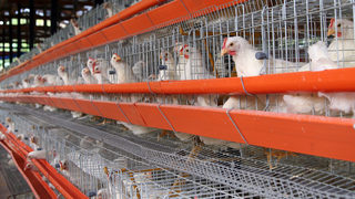 Много фермери в ЕС няма да спазят забраната за клетъчното отглеждане на кокошки