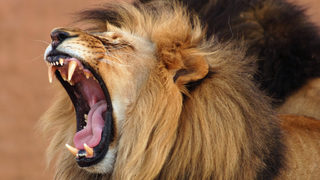 Полицията в Охайо отстрелва лъвове, тигри и мечки, пуснати на свобода от частна ферма