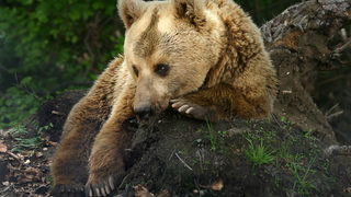 Кървави снимки на убита мечка скандализираха във Facebook