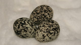 Полицията в Бургас разкри колекционер на яйца от редки птици