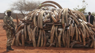 Природозащитници: 2011 е рекордна за незаконната търговия със слонова кост