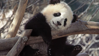 Панда, която яде месо, е заснета за пръв път в Китай