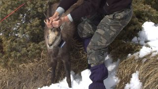 Маркирани са двете диви кози, които "Дневник" ще следи по проект за опазването им в Родопите