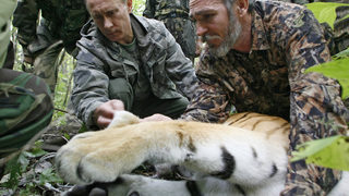 Природозащитници: Срещата на Путин със сибирски тигър през 2008 г. беше постановка
