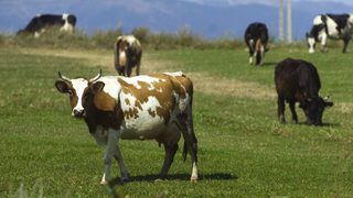 Варненски животновъди обявиха 4,1 млн. лева печалба