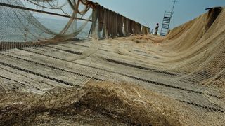 По-строги наказания за бракониерски риболов предвижда законопроект