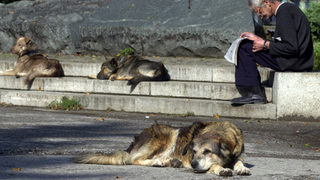 "Четири лапи": Половината бездомни кучета в София са изоставени