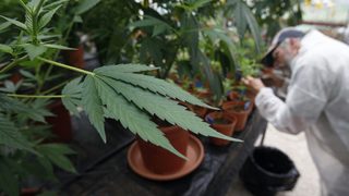 Проучване: Германците искат легализиране на марихуаната