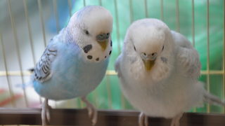 Фотогалерия: Сладки папагалчета