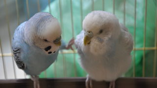 Фотогалерия: Сладки папагалчета