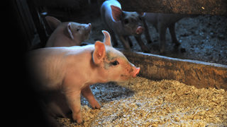 Брюксел настоя Русия да вдигне забраната за внос на рогат добитък и прасета