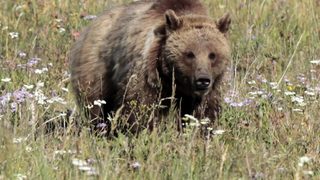 Експерти: проблемът не е в законния отстрел на една мечка, а в незаконния - на 50