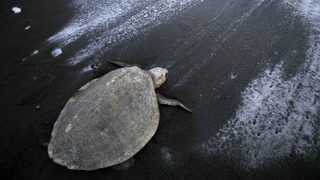 Земетресението в Салвадор унищожи 45 000 яйца на застрашени морски костенурки