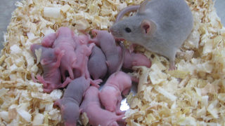 Стволови клетки станаха прародители на лабораторни мишки