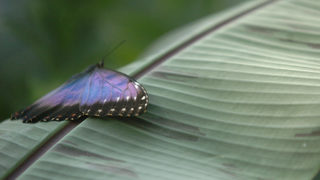 "Ефектът на пеперудата" или как бизнесът може да спасява биоразнообразието