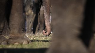 Рекорден брой слонове са избити от бракониери през 2012 година