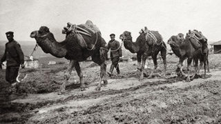 За камилите в българската армия