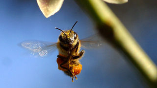 Рисковете на градското пчеларство