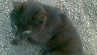Черна котка, бял мъж (с черни обувки)