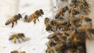Лекции разказват за природата на пчелите