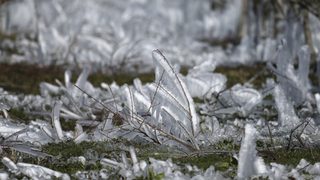 Учени "съживиха" замръзнали растения на 400 години