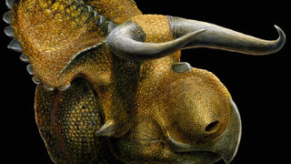 Учени реконструираха динозавъра с най-големите рога