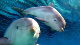 Делфините са способни да се викат по имена