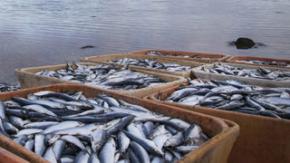 ЕС наложи търговски санкции на Фарьорските острови заради улова на херинга
