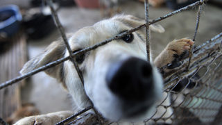 Животните от приюта в Горни Богров ще имат нов дом