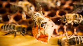 Доклад: Органичното земеделие спасява пчелите