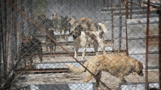 Започва изграждането на приют за още 1100 кучета в София