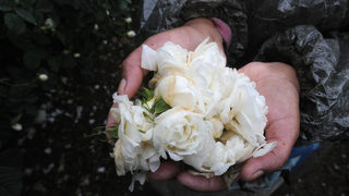 Производители на маслодайна роза се оплакват от спад в цените