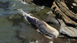 Япония смята да възобнови лова на <span class="highlight">китове</span> в Антарктика