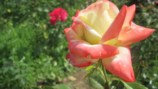 Казанлъшката роза