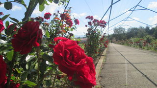 Фотогалерия: Институт по розата в град Казанлък
