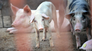 Швейцария забранява вноса на свинско от някои страни от ЕС, сред които и България