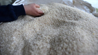 Производители на <span class="highlight">ориз</span> ще получат общо 250 хил. лв. за поливане