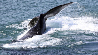Видео: Да плаваш с китове