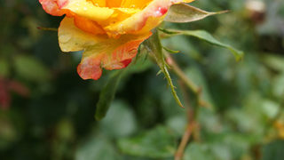 Фотогалерия: <span class="highlight">Рози</span> след дъжд