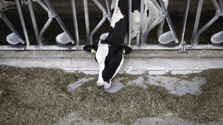 Румъния: Не изнасяме едър рогат добитък за Русия, за да го забраняват